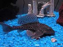 Pleco 5cm