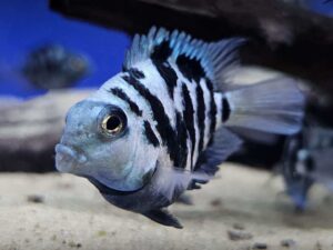 Blue Polar Parrot Cichlid 2-4 cm