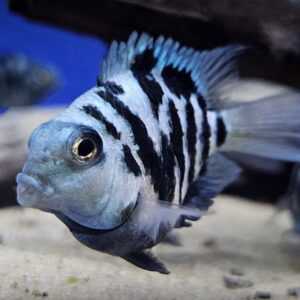 Blue Polar Parrot Cichlid 2-4 cm