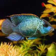 Electric Blue Acara Cichlid 3-5 cm