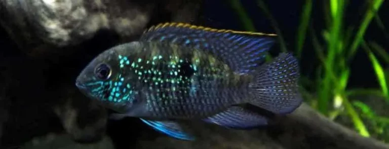 Ciklid blu Akara – Blue Acara Cichlid – 3-5 cm thumbnail 2