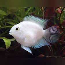 White parrot cichlid 4-6 cm