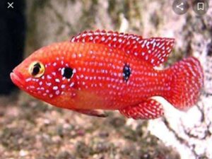 Jewel Cichlid 10-12cm