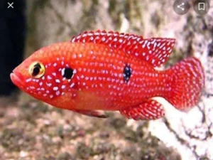 Jewel Cichlid 10-12cm