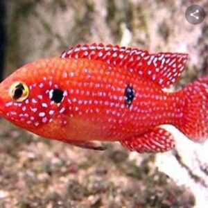 Jewel Cichlid 3-5cm