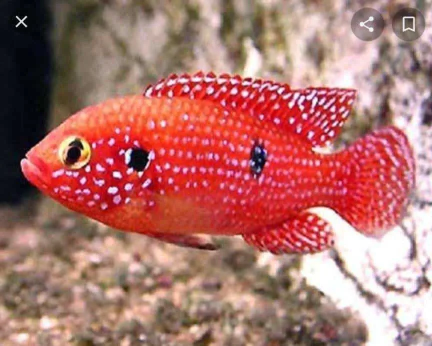Jewel Cichlid – peshk akuariumi