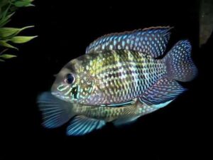 Blue acara cichlid 3-5cm