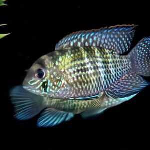 Blue acara cichlid 3-5cm