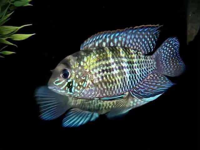 Blue Acara – peshk akuariumi