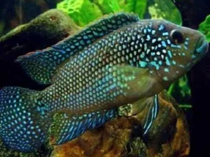 Jack Dempsey Cichlid 3-5 cm