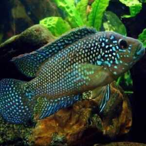 Jack Dempsey Cichlid 18-20 cm