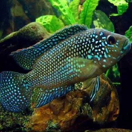 Jack Dempsey – peshk akuariumi
