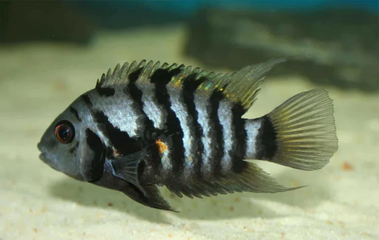 Convict Cichlid 3-5 cm thumbnail 2