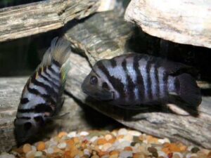 Convict Cichlid 3-5 cm