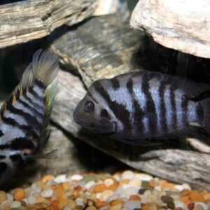 Convict Cichlid 3-5 cm