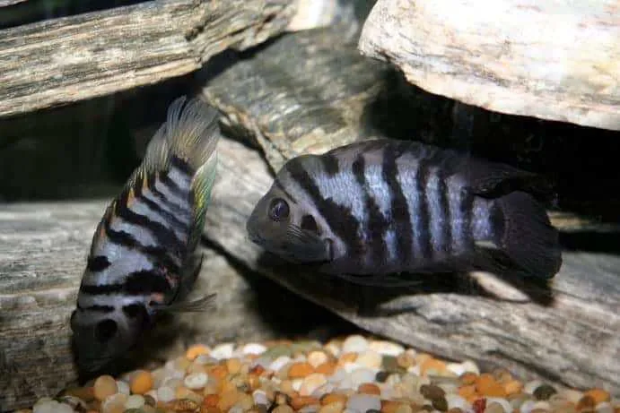 Convict Cichlid – peshk akuariumi