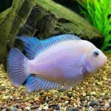 White Convict 3-5 cm