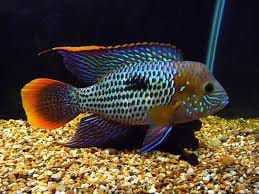Green Terror Cichlid 5-6cm
