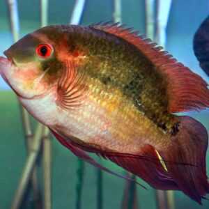 Chocolate Cichlid 22-23cm