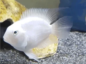 White Polar Parrot 2-3cm