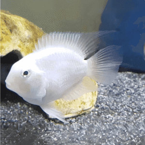 White Polar Parrot 2-3cm