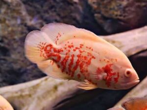 Oscar Fish