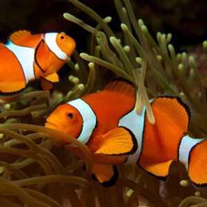 Clown Fish (Nemo)