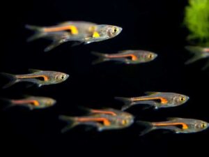 Lambchop Rasbora 2-3 cm