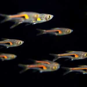 Lambchop Rasbora 2-3 cm
