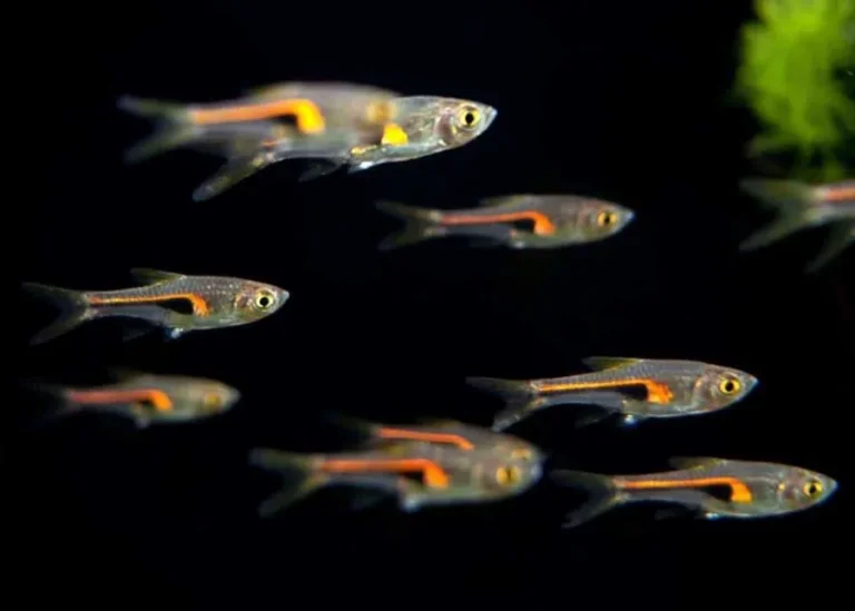 Lambchop Rasbora 2-3 cm
