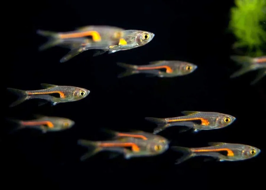 Lambchop Rasbora – peshk akuariumi