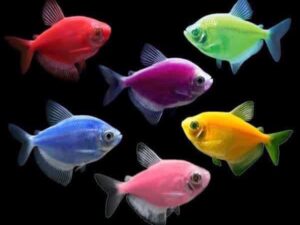 Glo Tetra 3-4cm