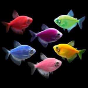 Glo Tetra 3-4cm