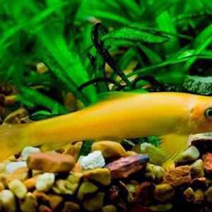 Chinese Algae Eater (Gyrinocheilus aymonieri) 4cm