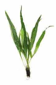 Java Fern 5 gjethe