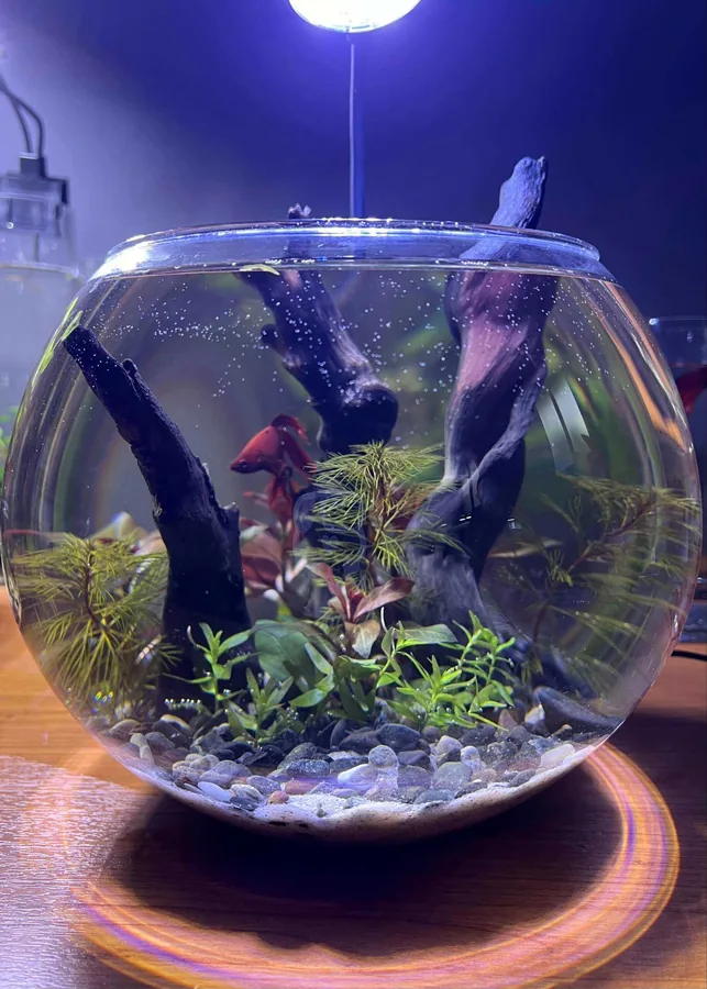 Akuarium Glob