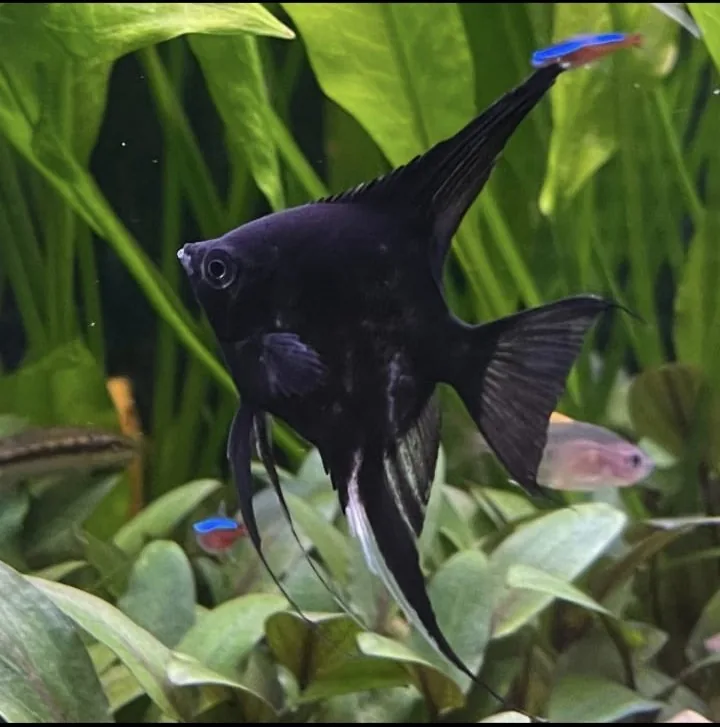 Skalar (Angelfish) – peshk akuariumi