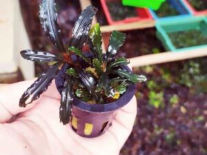 Bucephalandra 5 gjethe
