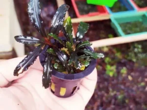 Bucephalandra 5 gjethe