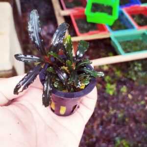Bucephalandra 5 gjethe