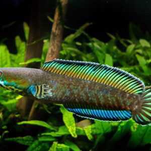 Snakehead