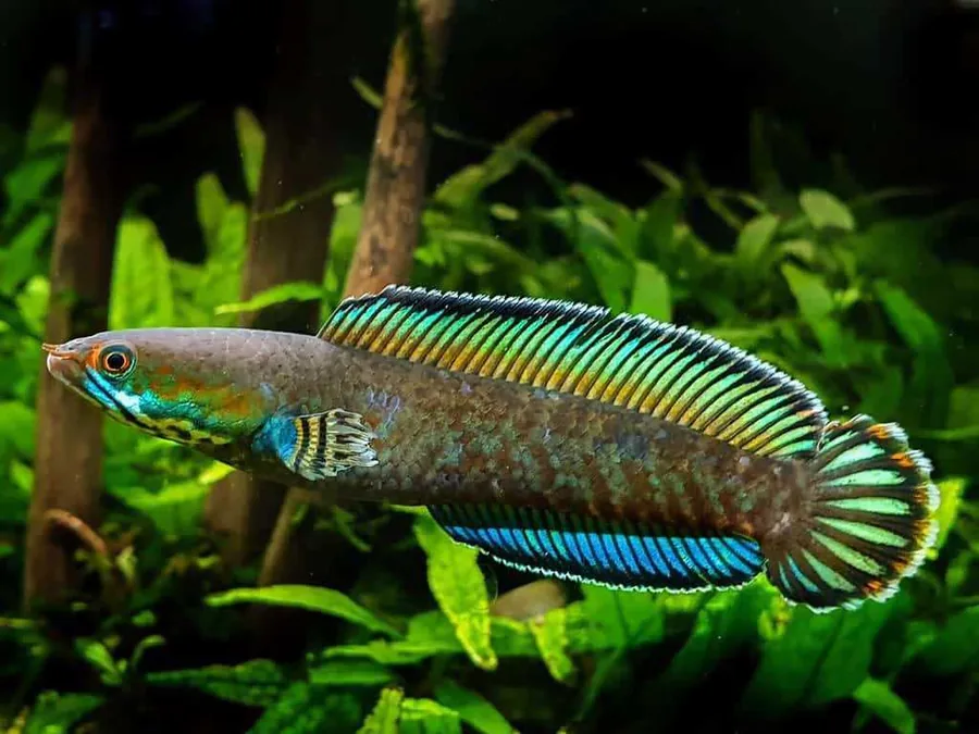 Snakehead