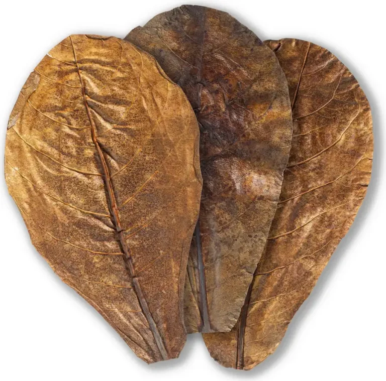 Amtra Catappa Leaves thumbnail 2