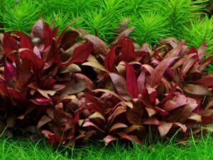 Alternanthera Reineckii 'Mini'