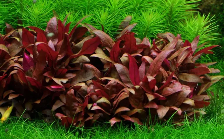 Alternanthera Reineckii ‘Mini’