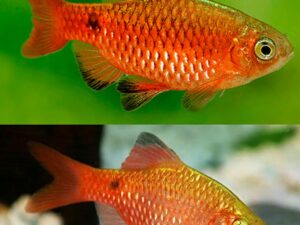 Rosy Barb (Pethia conchonius)