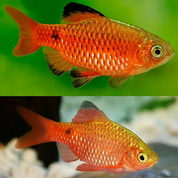 Rosy Barb (Pethia conchonius)