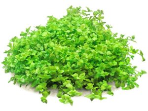 Bacopa Australis
