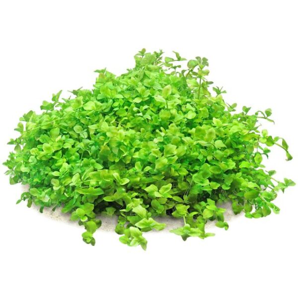 Bacopa Australis
