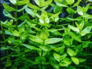Bacopa Monnieri